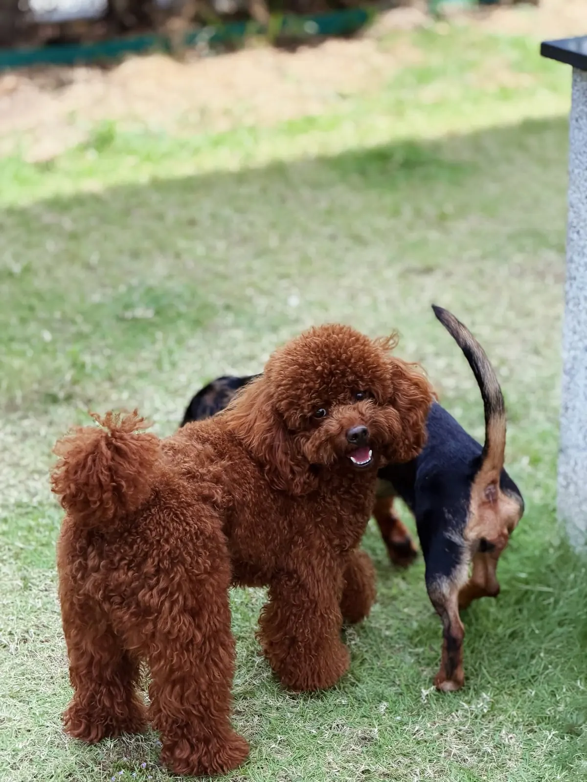 Red toy poodle meeting a small black-and-tan dog on the grass