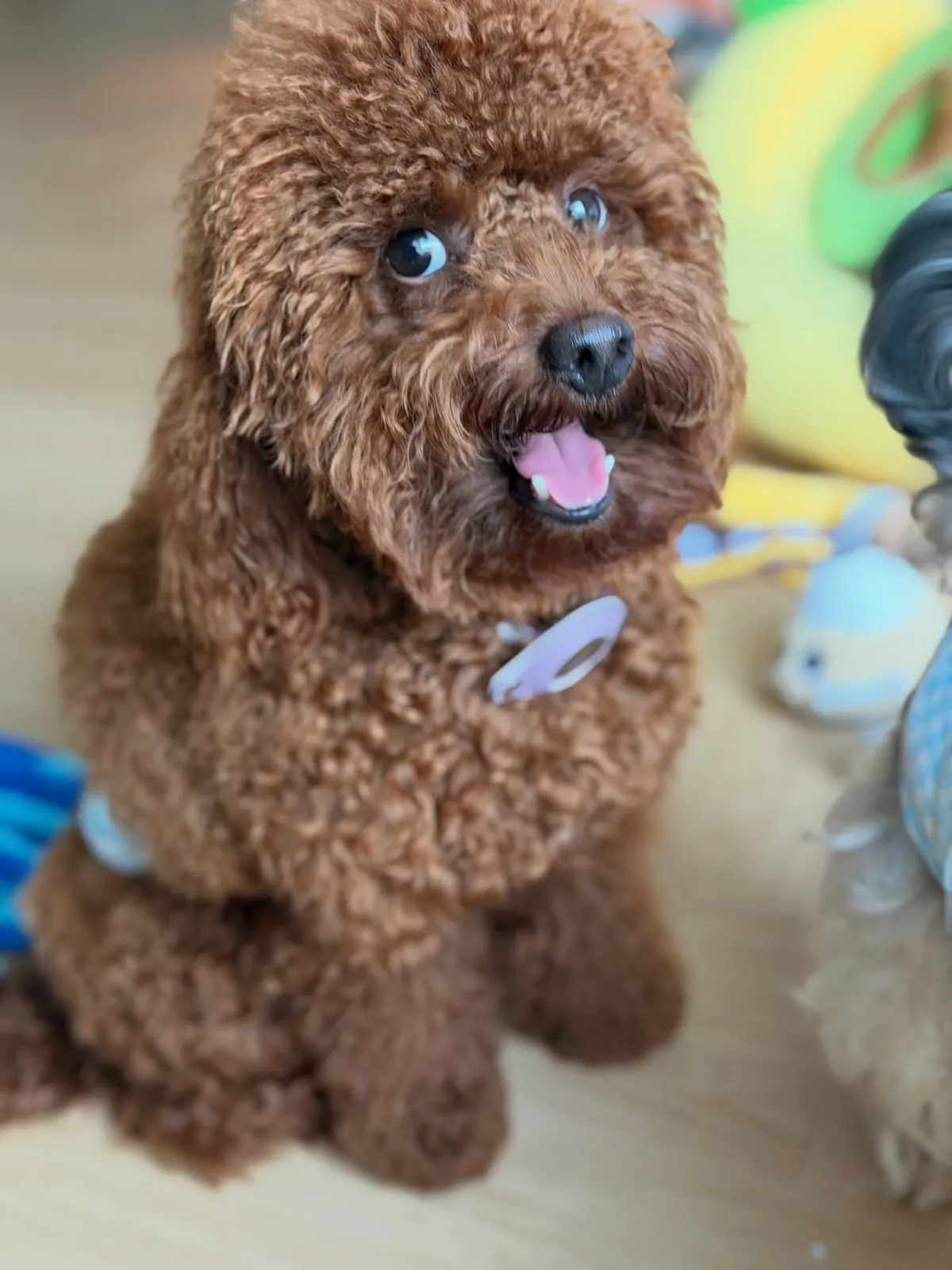 Red toy poodle sitting among colourful toys in the playroom