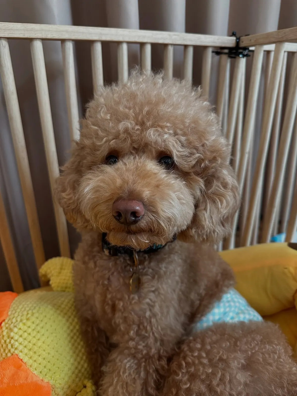 Brown toy poodle sitting in its room with a soft bed