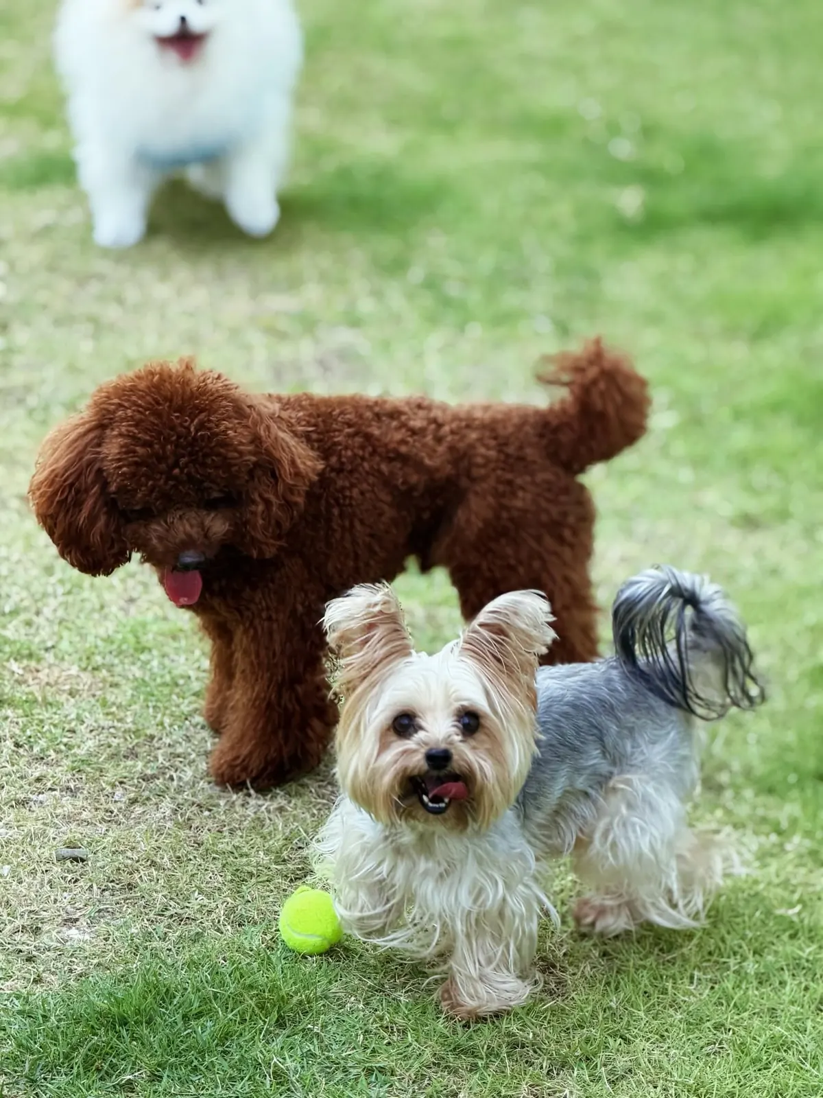 Red toy poodle and Yorkshire terrier with a tennis ball on the lawn