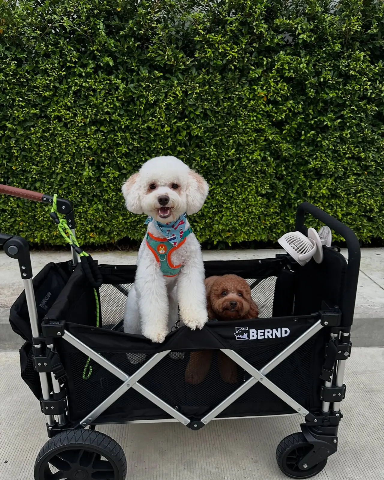 White and red toy poodles riding in a dog wagon beside a green hedge