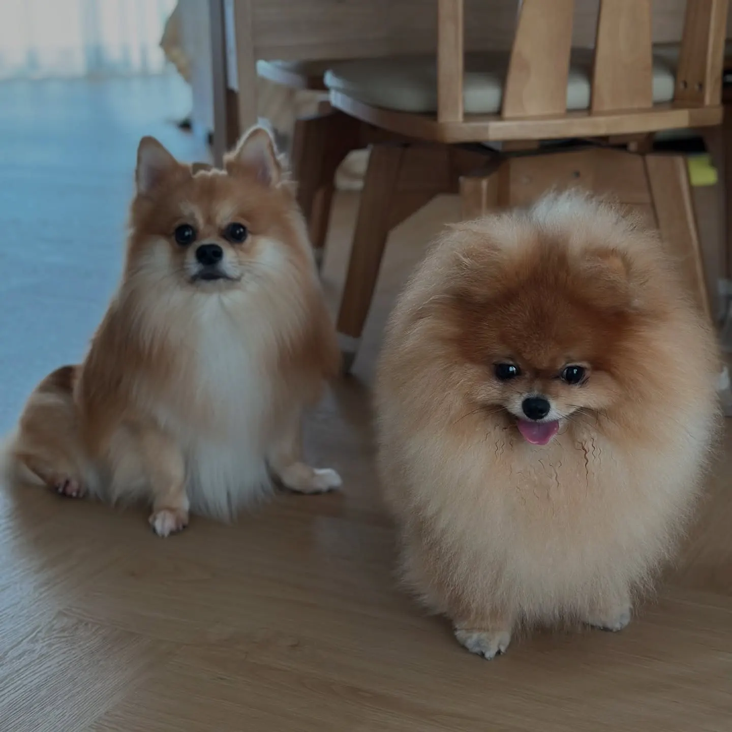 Two orange Pomeranians on a wooden floor by the dining chairs, one smiling