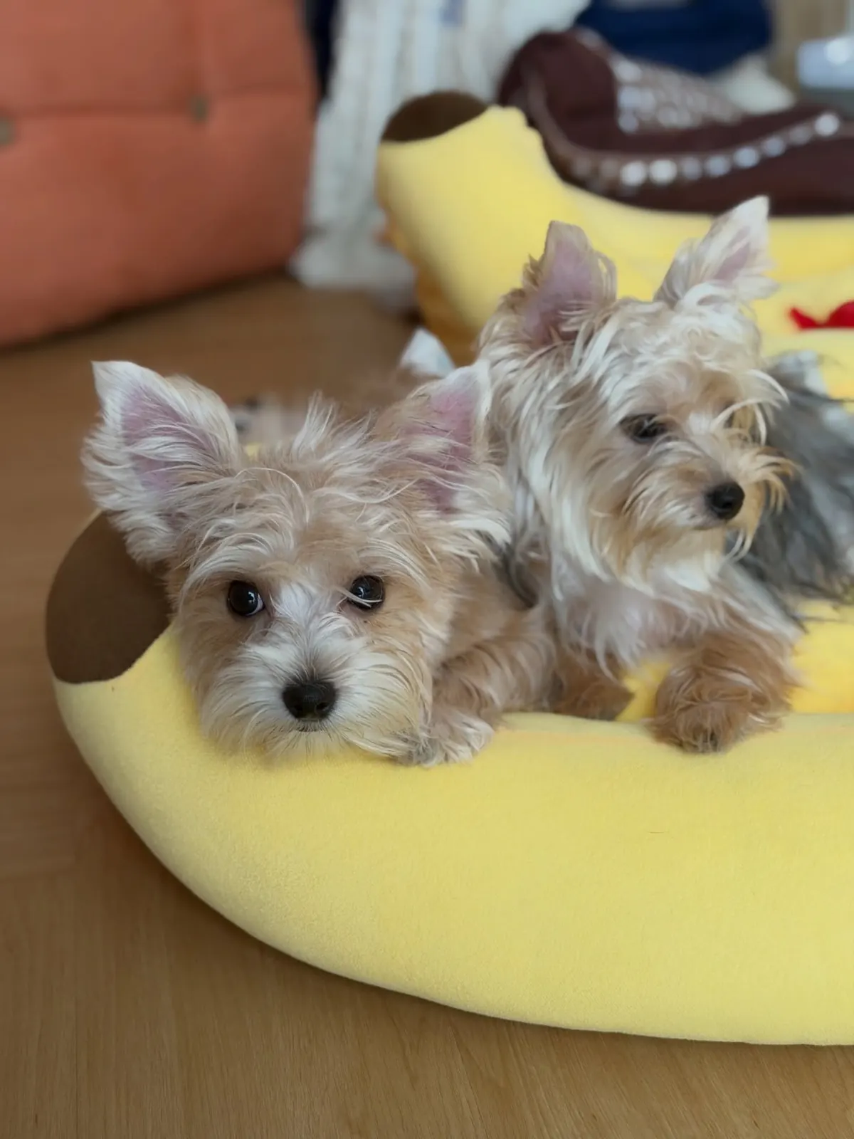 Two Yorkshire terriers sitting up in a yellow banana bed