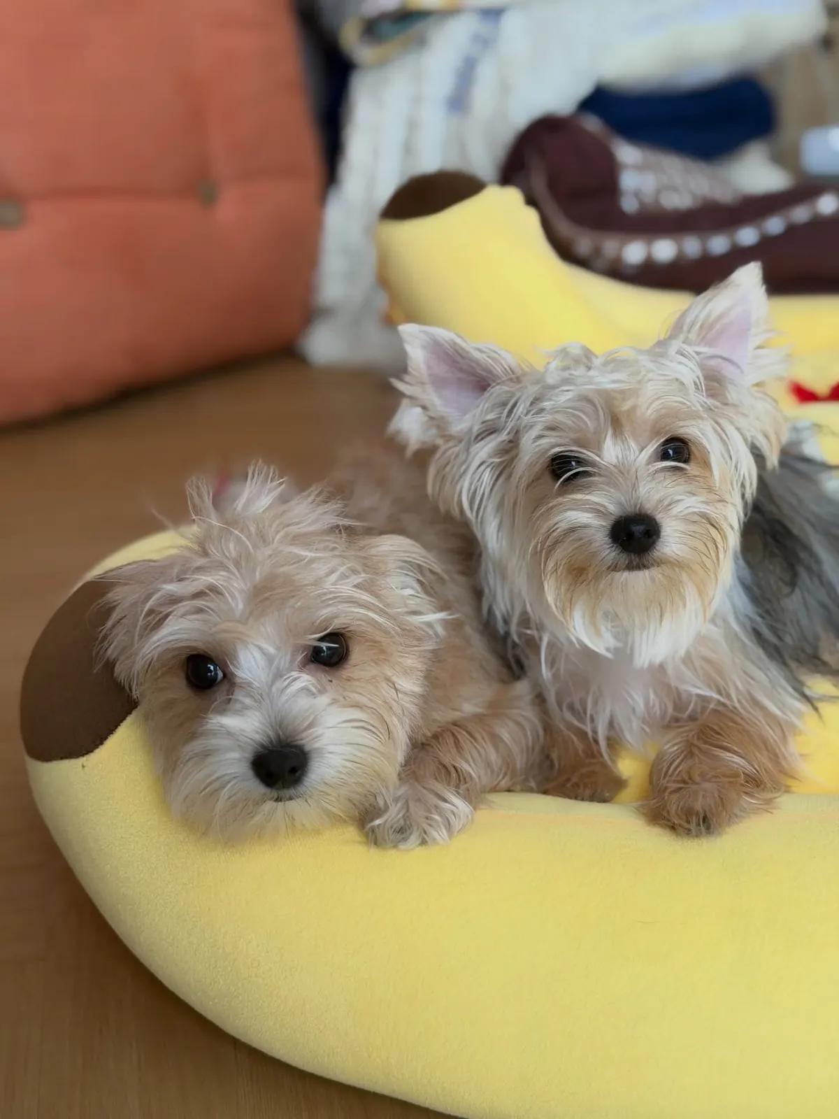 Two Yorkshire Terriers snuggled together on a yellow banana-shaped dog bed