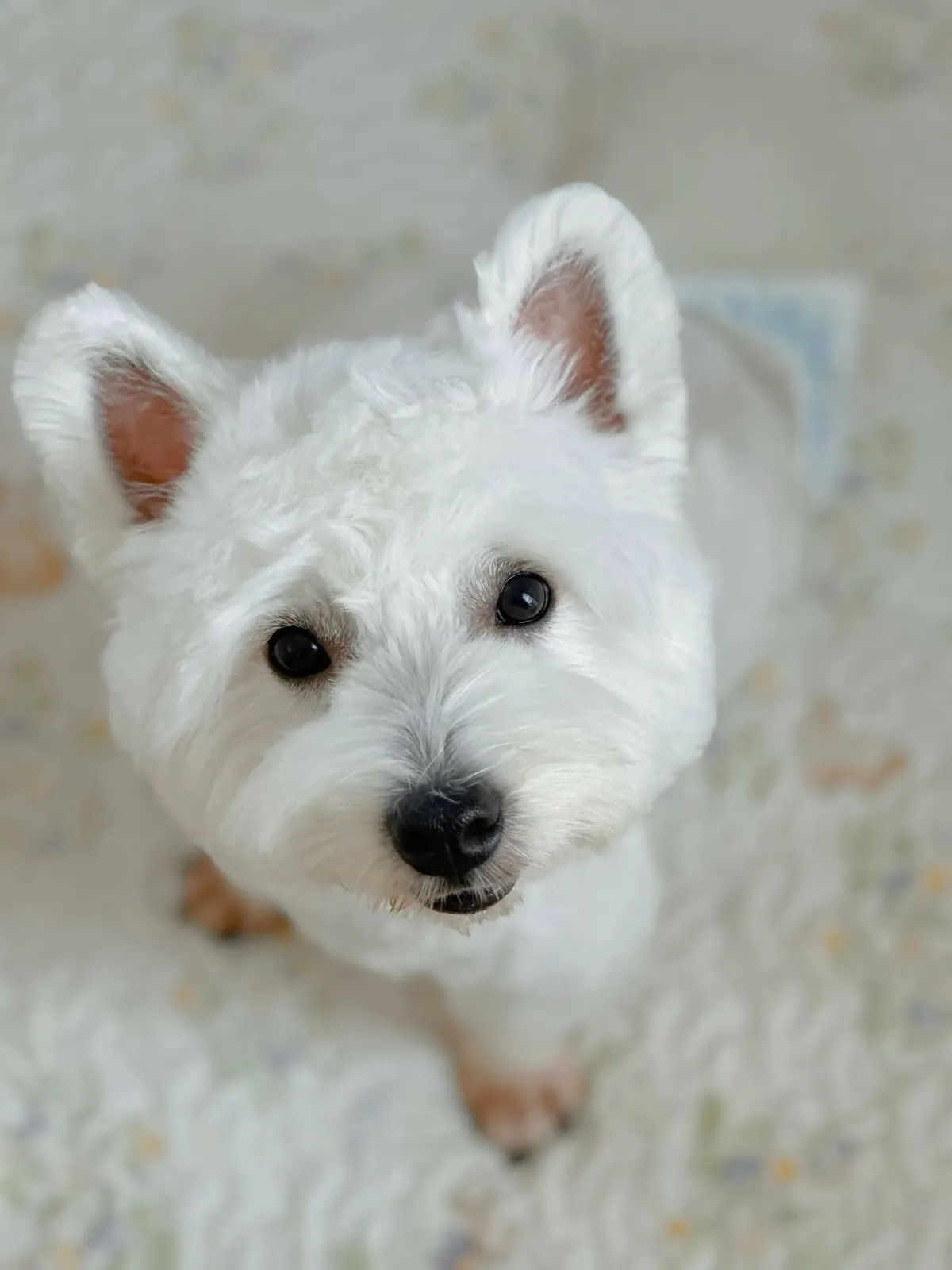 West Highland terrier looking up from a soft floral rug indoors