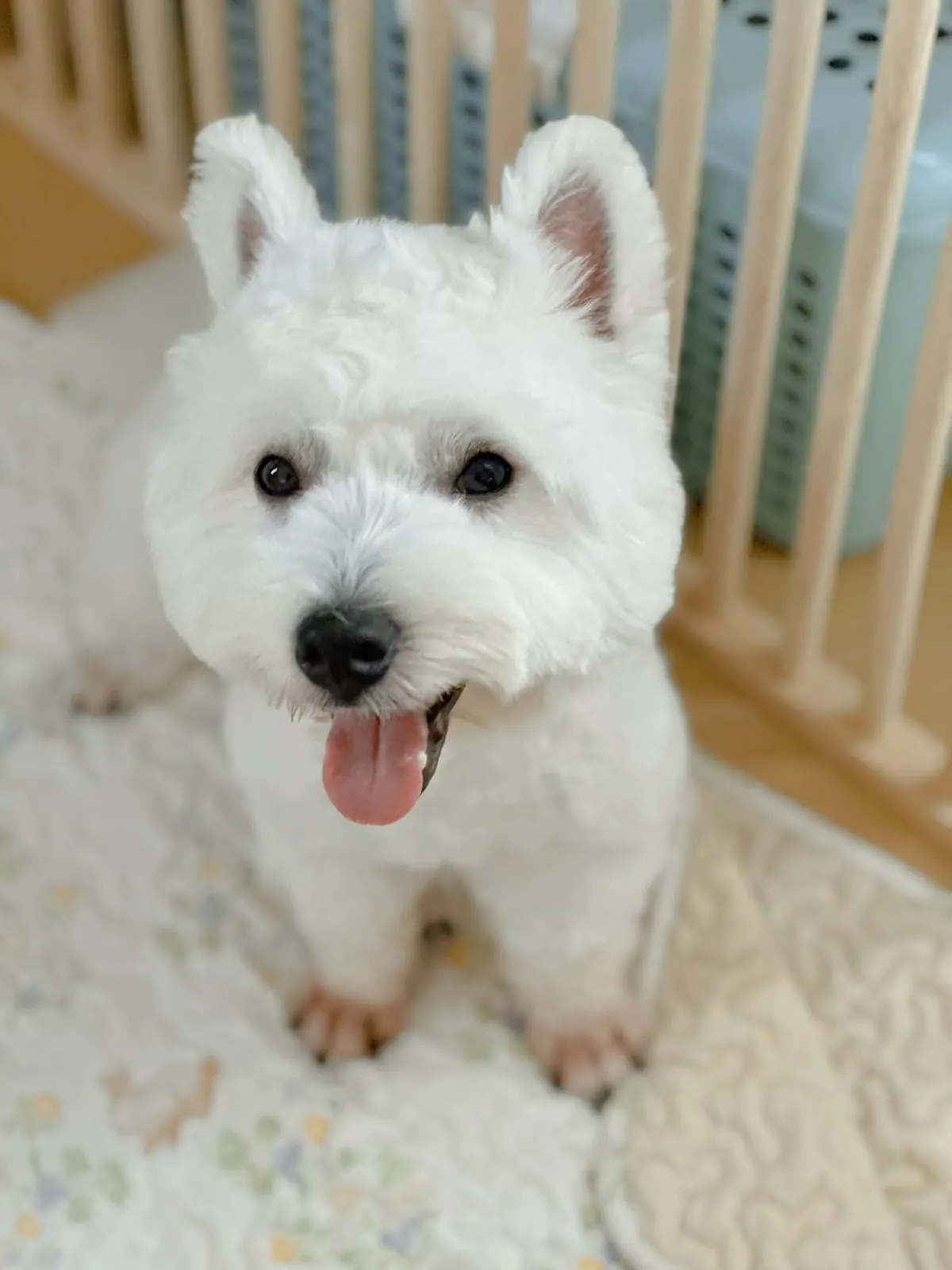 Westie sitting in its room on a floral mat, tongue out