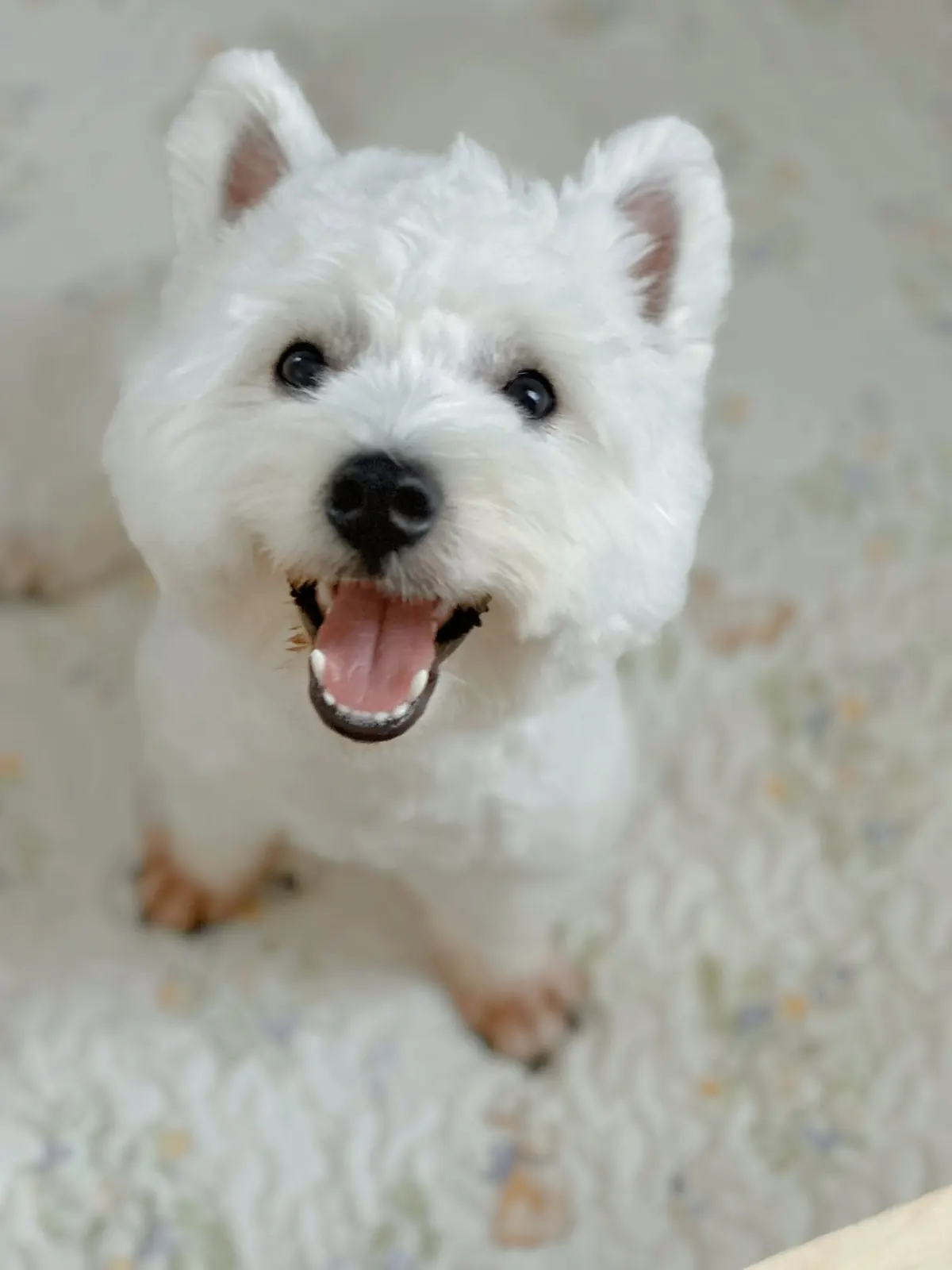 West Highland terrier smiling on a floral quilted mat