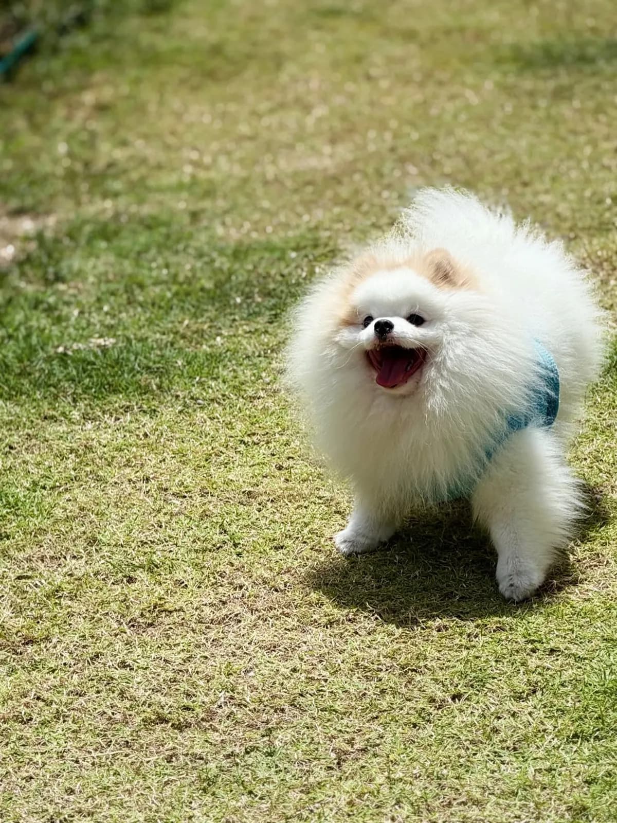Smiling white Pomeranian in a harness on the lawn