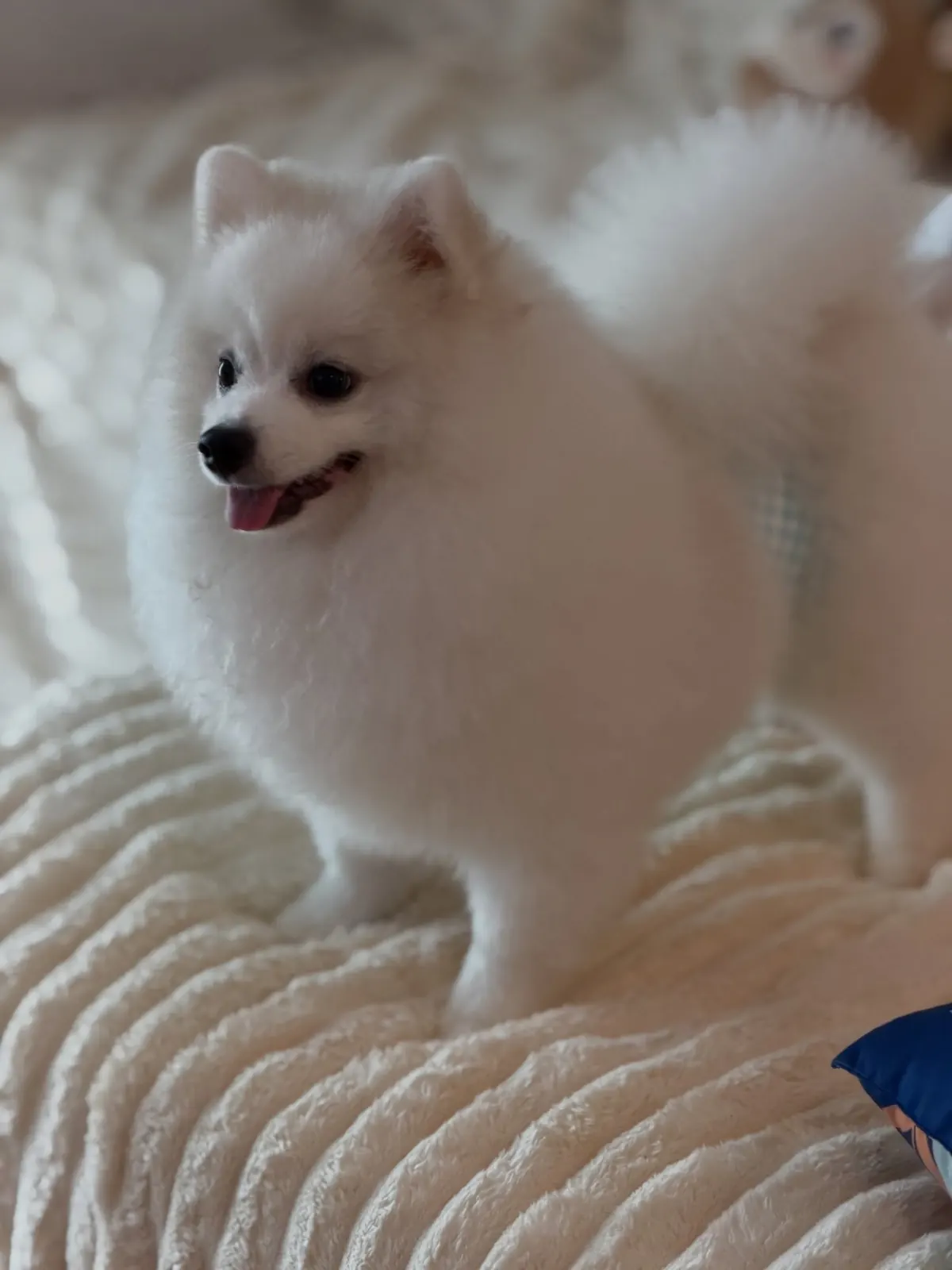 White Pomeranian smiling on a cream ribbed blanket