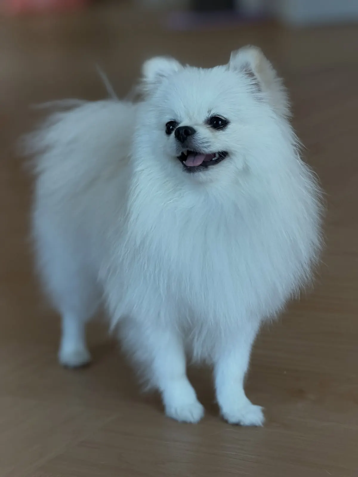 White Pomeranian smiling on the wooden floor indoors