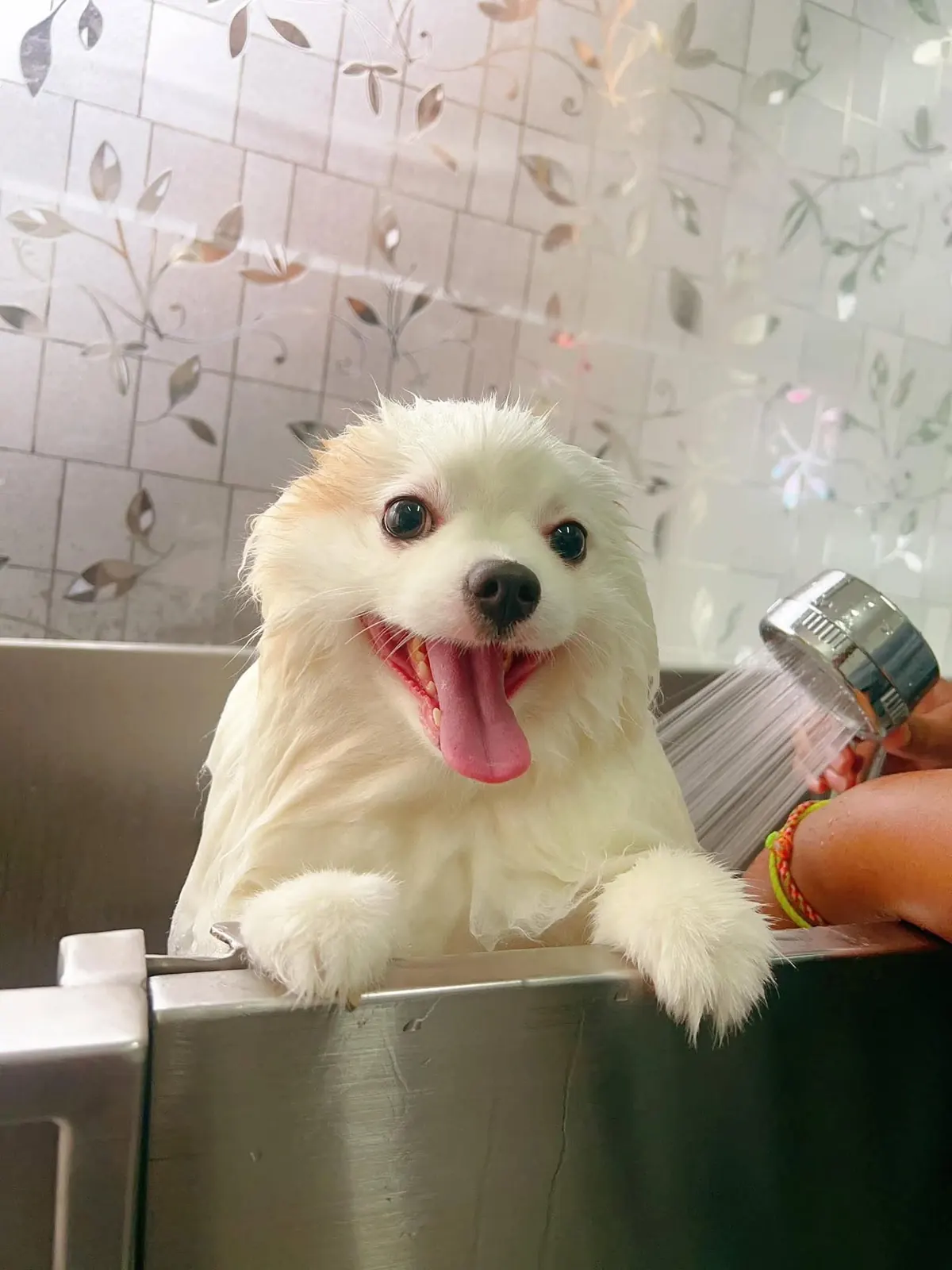 White spitz-type dog smiling during bath time