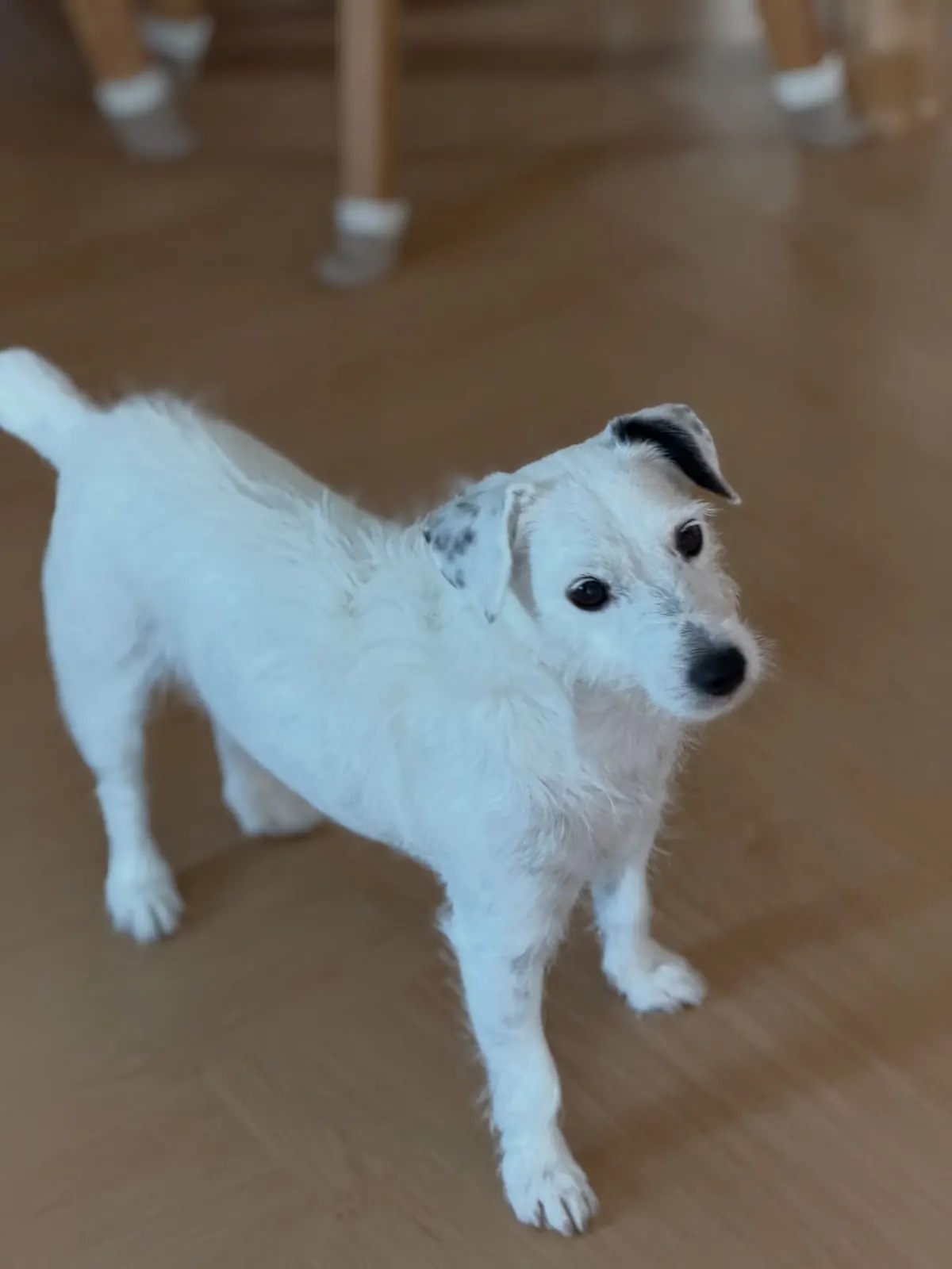 White wire-haired Jack Russell standing on a herringbone wood floor