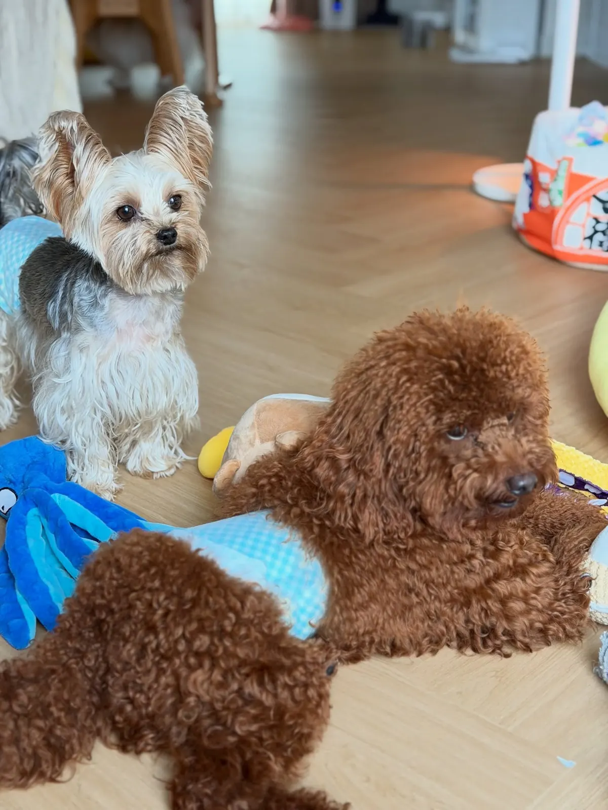 Yorkshire terrier and red toy poodle among toys in the playroom