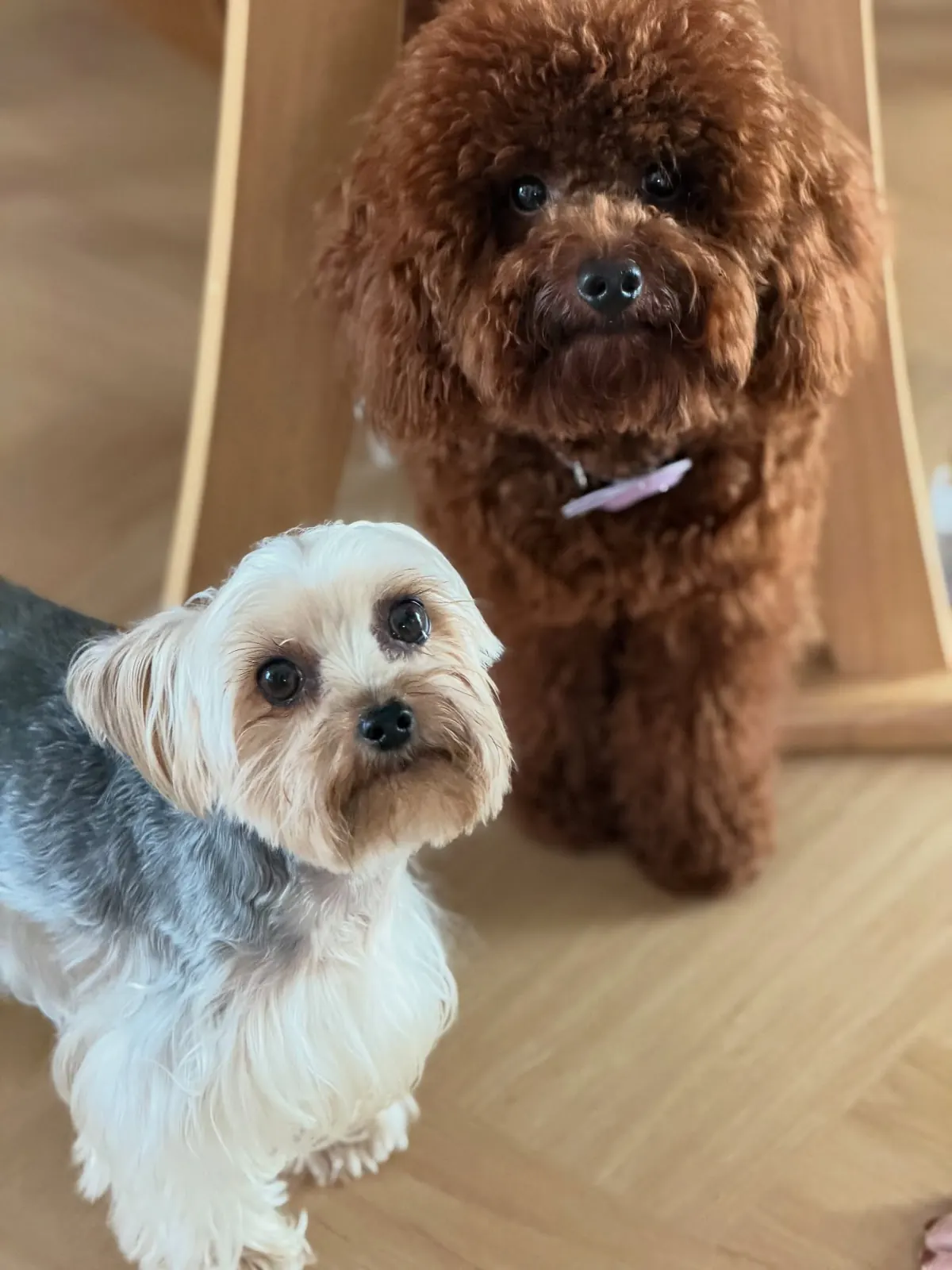 Yorkshire terrier and red toy poodle side by side under a wooden chair