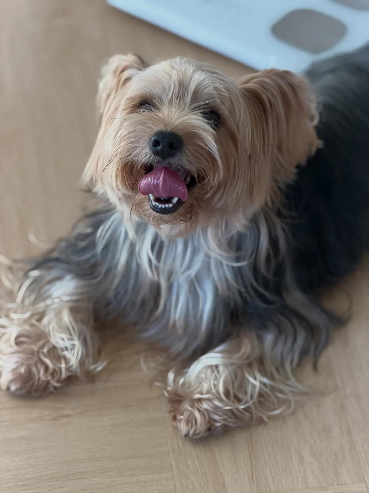 Happy Yorkshire terrier lying on the wooden floor, tongue out