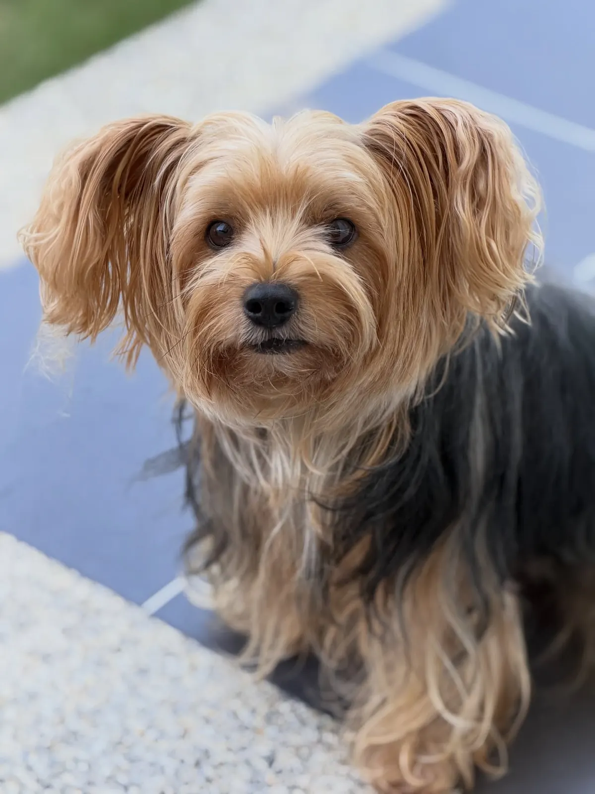 Close-up of a Yorkshire Terrier sitting on a fluffy rug