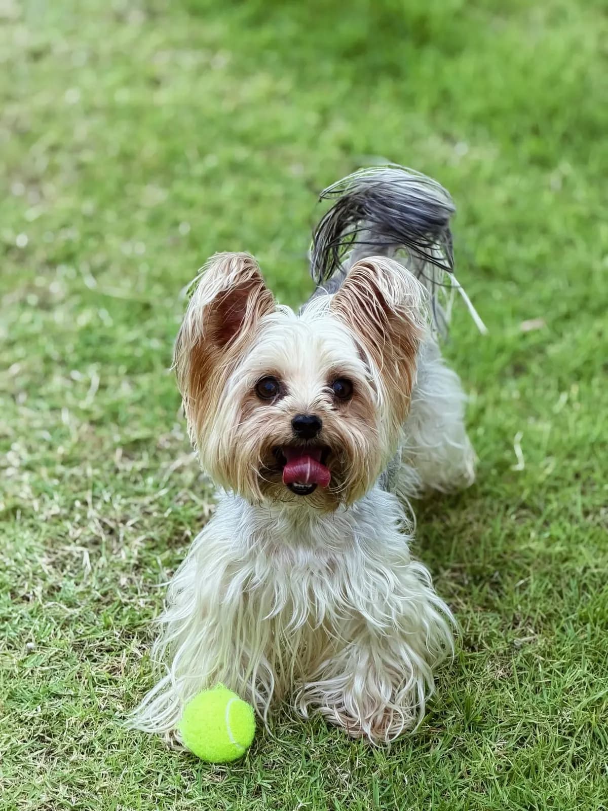 Yorkshire Terrier sitting on the lawn with a tennis ball at its paws